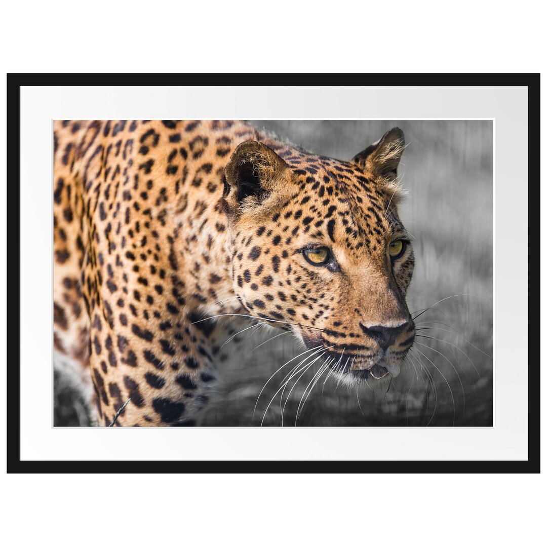 Gerahmtes Poster Schleichender Leopard