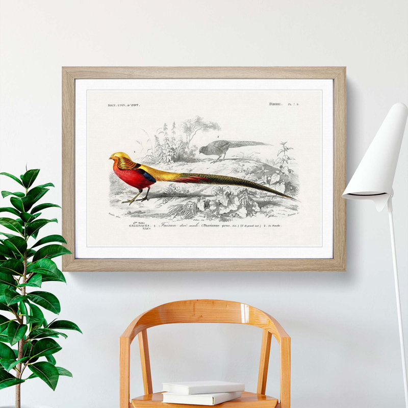 Male Golden Pheasant by Charles d' Orbigny - Picture Frame Art Print, Oak Framed, 36cm H x 48cm W x 2cm D
