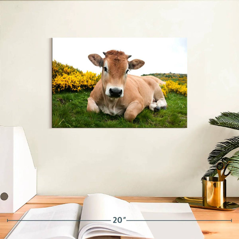 Adorable Aubrac Cow, 8" H x 12" W