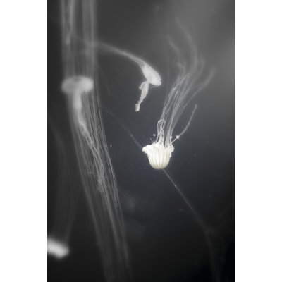 Underwater World 4 by DAG, Inc - Wrapped Canvas Print