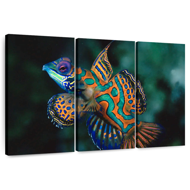 Brampt Mandarin Dragonet, 28" H x 45" W