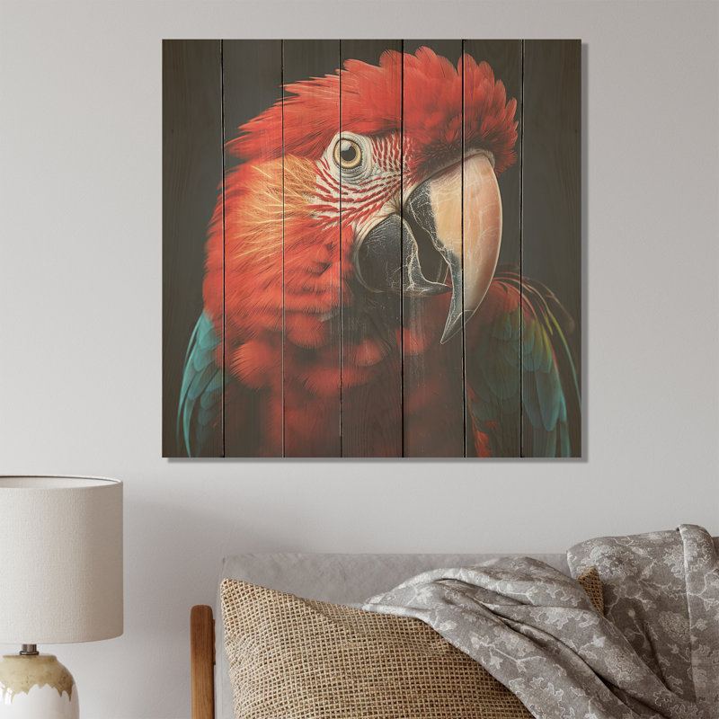 Photo de portrait d'un perroquet rouge - perroquet sur bois, H 36 po x l 36 po