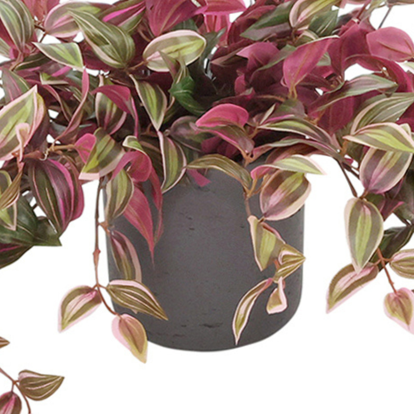 Tradescantia Ivy in Round Fiberstone Pot