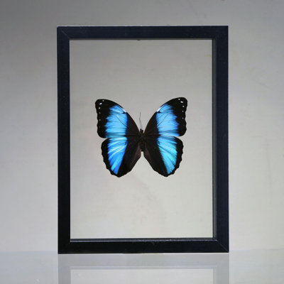 Morpho deidamia Butterfly in Display Box – Iridescent Jewel from Peru