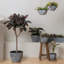 Ensemble de 3 pots à fleurs en plastique pour plantes d'extérieur Nova-1094140279