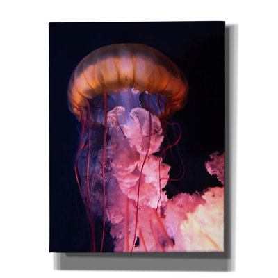 " Gelly " by PhotoINC Studio