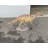 Iguanont Dinosaur Life Size Statue
