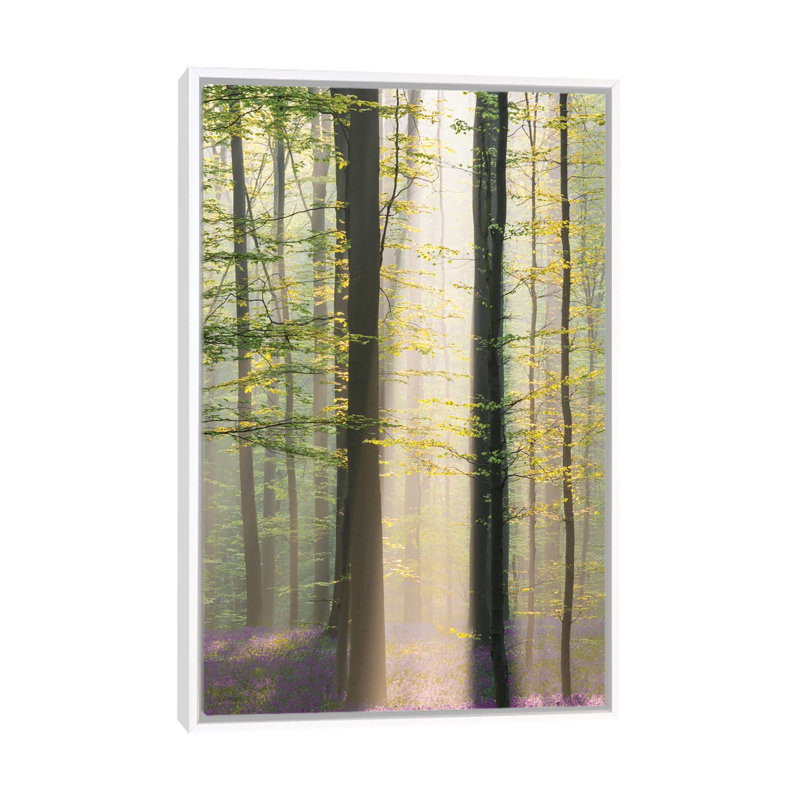 Misty Sunrise In Hallerbos by Denisa Vlaicu - Print on Canvas