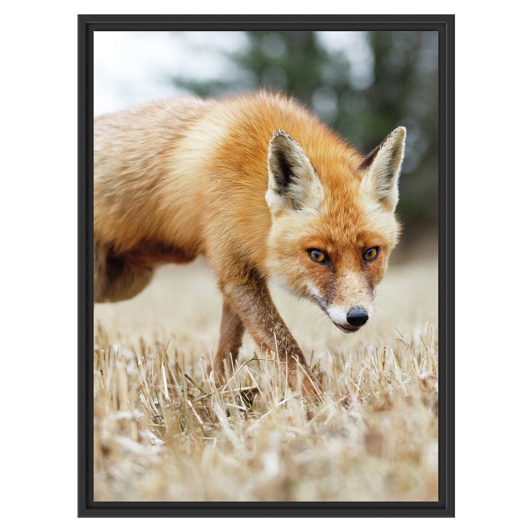 Gerahmtes Wandbild Schöner Fuchs