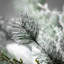 Pena Pine Spray