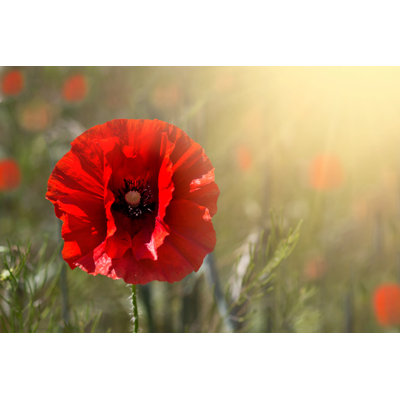 " Poppy Flower "