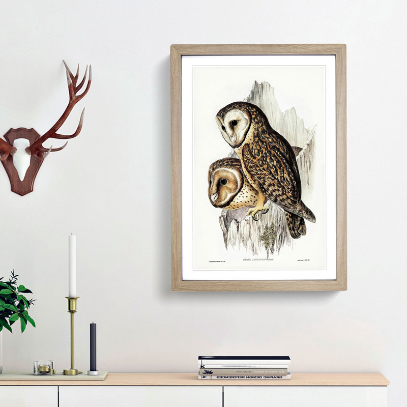 Chestnut-faced Owls by Elizabeth Gould - Picture Frame Painting Print, 48cm H x 36cm W x 2cm D, Oak Framed