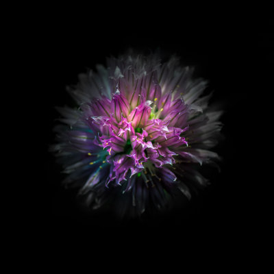 Pink Clover Flower by Brian Carson - Wrapped Canvas Art Prints