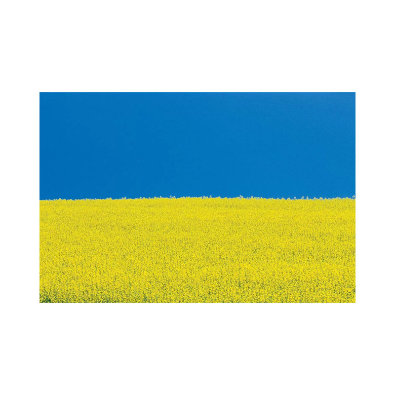 Canada, Manitoba, Killarney. Field Of Canola Flowers And Blue Sky. by Jaynes Gallery - Wrapped Canvas Print