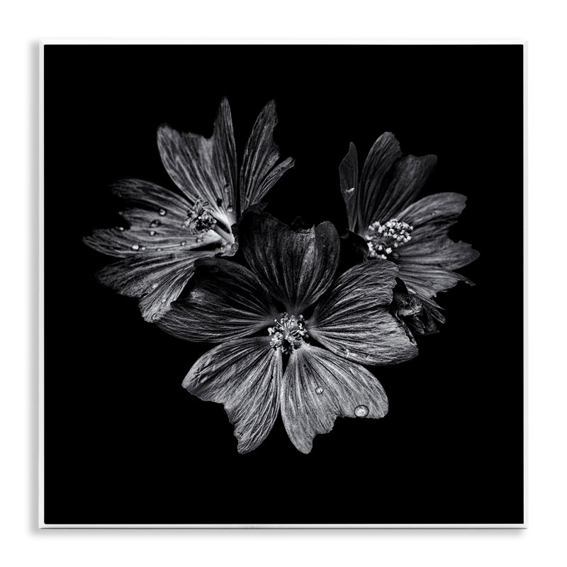  «Blossom Trio on Black», art mural sur bois par Brian Carson