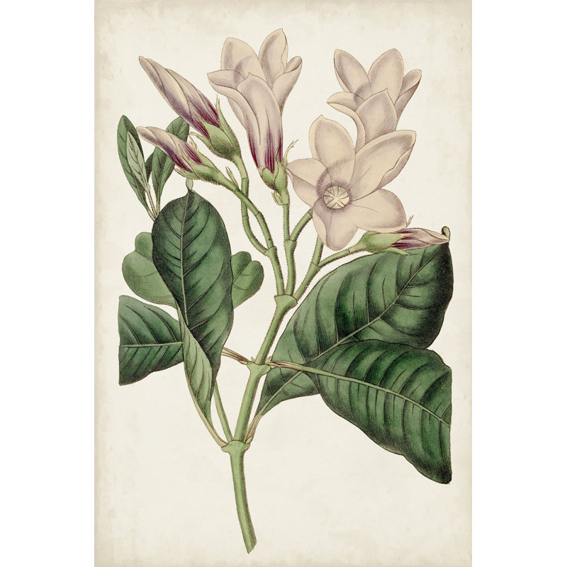 Antique Botanical Collection IX by Ridgeway - Print on Canvas, 91 cm H x 61 cm W, Black Floater Framed