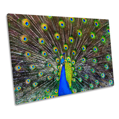 Peacock Feathers - Wrapped Canvas Print