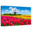 Champ de tulipes Alvord Holland-108730847