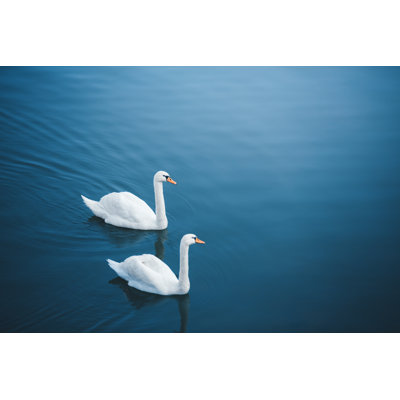 Lac avec cygnes par Borut Trdina