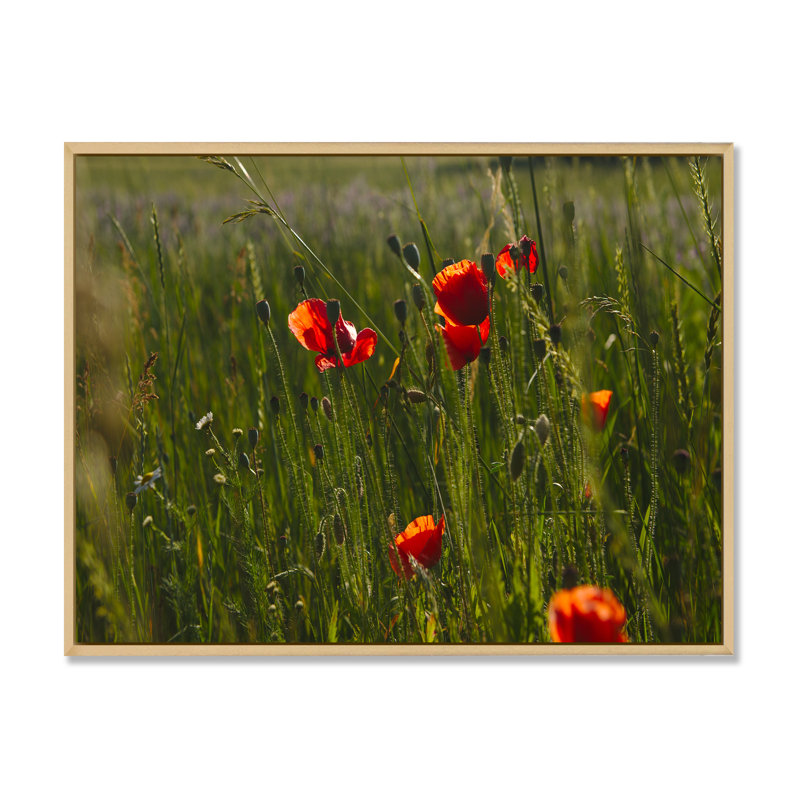 «Green Field Of Red Poppies», reproduction d'art sur toile traditionnelle, H 24 po x l 36 po x P 1 po