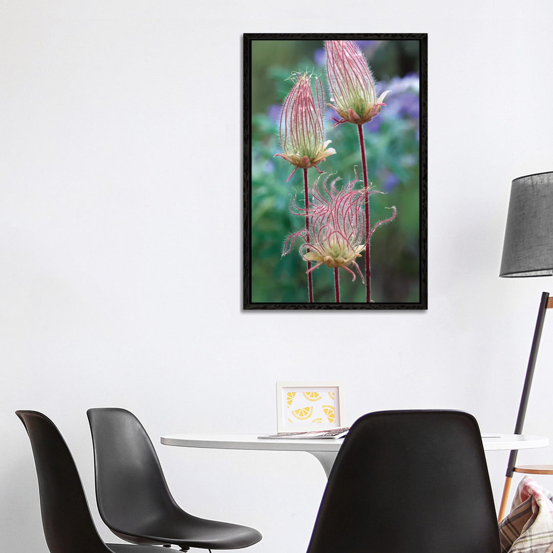 Prairie Smoke, Okanagan Valley, British Columbia, Canada von Tim Fitzharris - Galerie-verpackte Leinwand Giclée auf Lein...