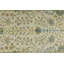 Tapis de couloir oriental ivoire Oushak Chobi