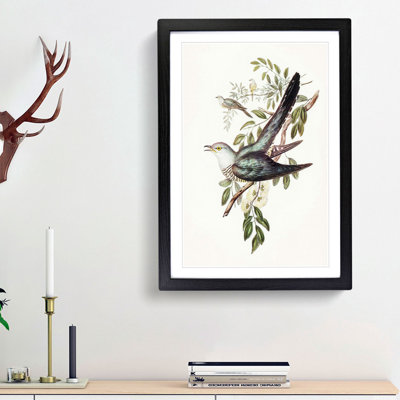 Australian Cuckoos by Elizabeth Gould - Framed Print