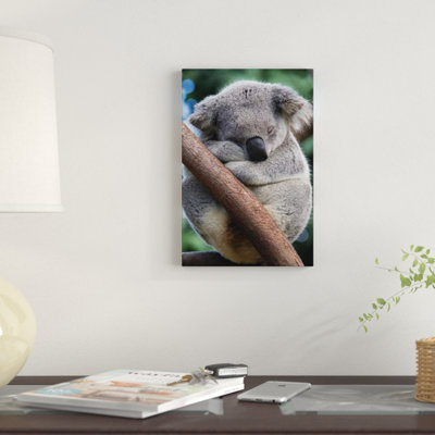 Koala Male Sleeping by Suzi Eszterhas - Wrapped Canvas Photograph