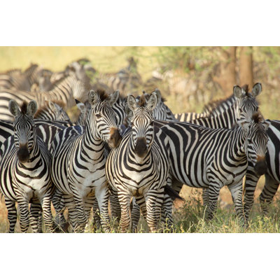 Herd of Zebras - Photographie sur toile tendue