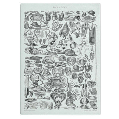 Tempered Glass Study of Mollusc Shells Lx by Oliver Goldsmith Chopping Board