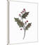 «Decembre houx» par Amanda Cook, reproduction d'art sur toile encadrée-337277985