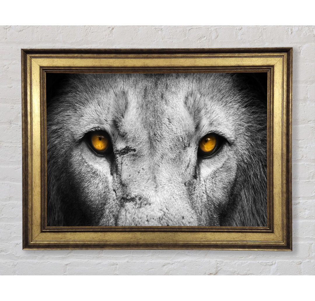 Lion Eyes Gerahmter Druck