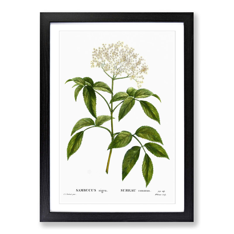 Elderflower Tree by Pierre-Joseph Redoute - Picture Frame Painting Print on MDF, Black Framed, 65cm H x 48cm W x 2cm D