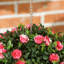 Anslem 28cm Faux Rose Plant in Freestanding-444001756