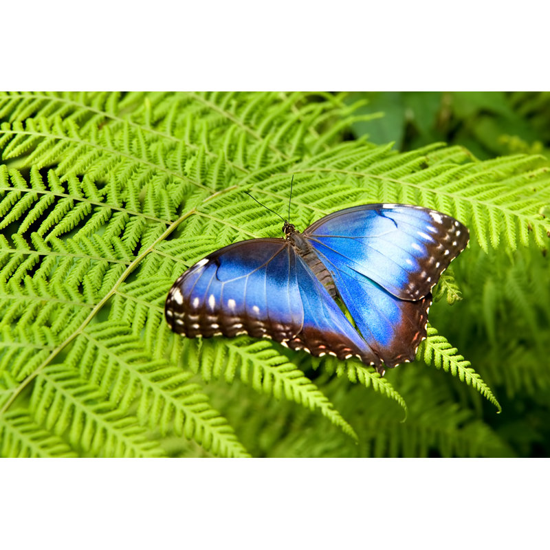 Ivydale Blue Morpho by Tzooka - Wrapped Canvas Print, 61cm H x 91cm W 3.8cm D