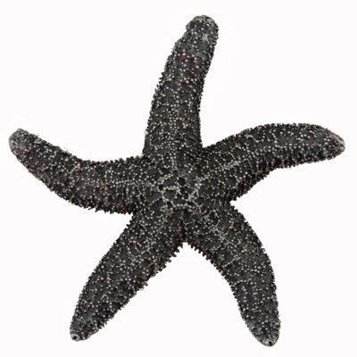 Poignée d'armoire Natural Starfish