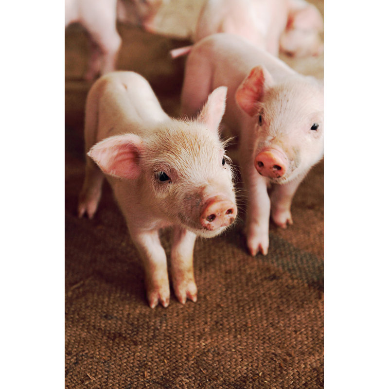 Little Pig by Tongchuwit - Wrapped Canvas Print, 30cm H x 20cm W