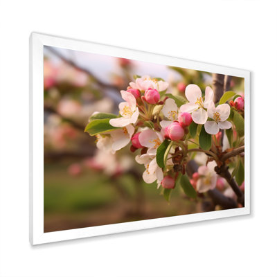 " Apple Blossom Petals At The Farm I "