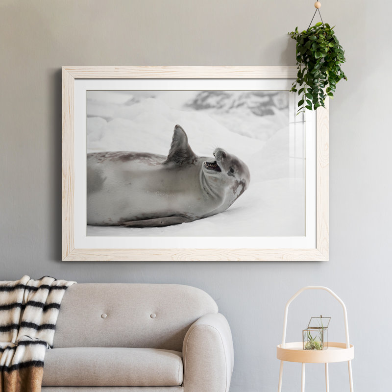 Laughing Seal - Single Picture Frame Print, 31" H x 44" W x 1" D, White