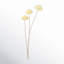 Quinlan Allium Bud Stems-954902248