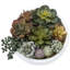Fausse plante grasse en pot 4,3 po
