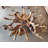 Solid Wood Single Coffee Table-1180172176