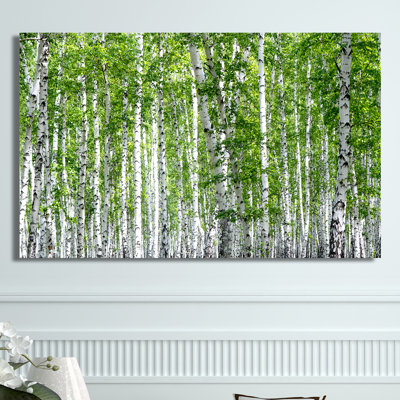 « bouleau trees iii », reproduction de photo sur toile tendue