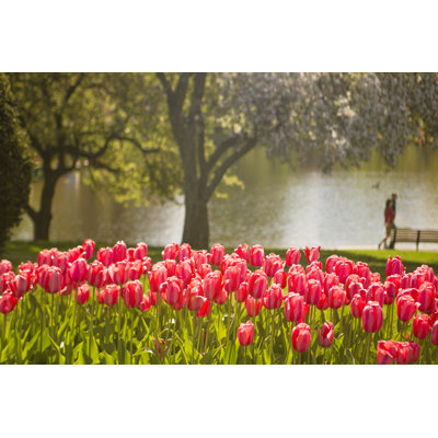 Tulips In The Park by Diane39 - Wrapped Canvas Print