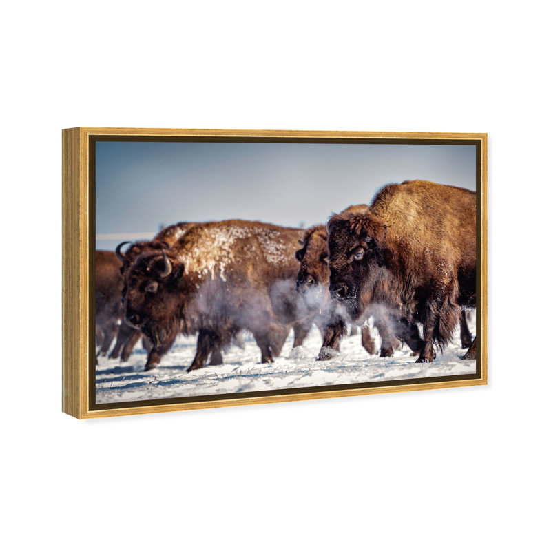 Buffalo Herd In A Snow Landscape Print, Gold Framed, 30" H x 45" W