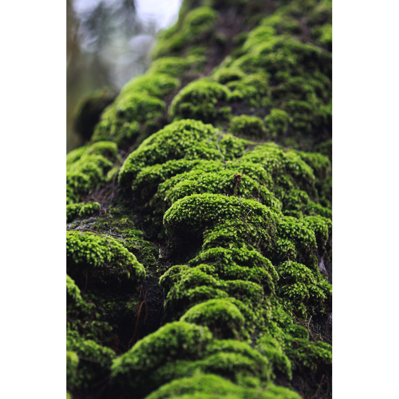 Moss by Yamtono_Sardi, 48" H x 32" W