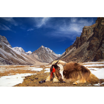 Yak in the Mountains - Photographie sur toile tendue