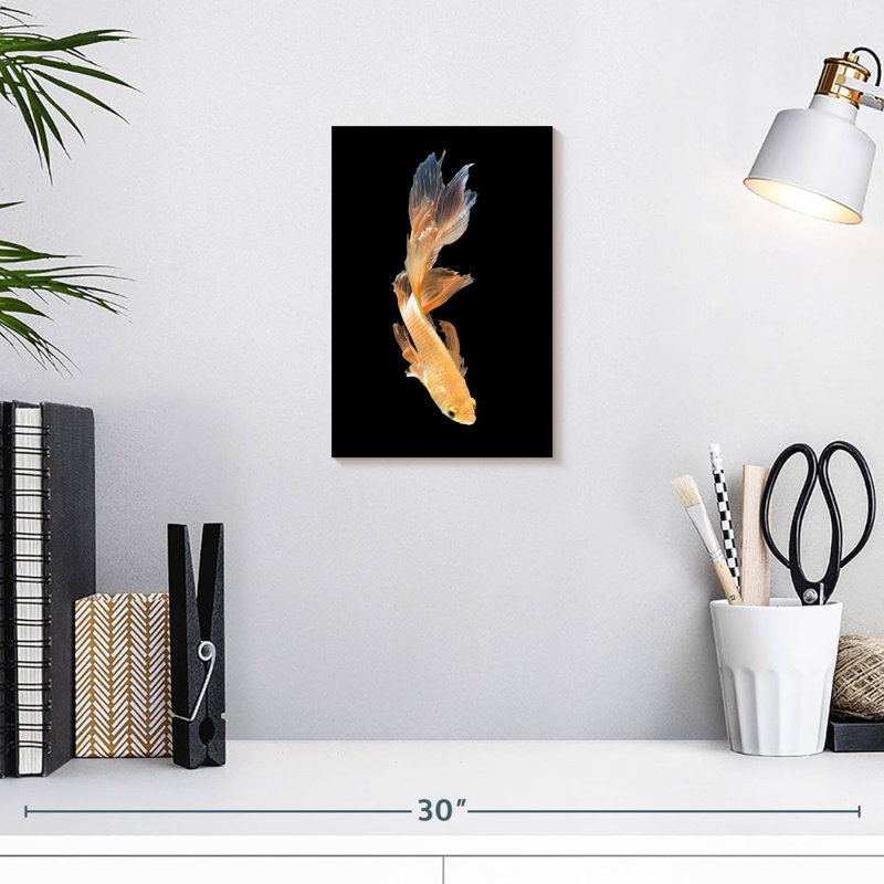 Plongée Brampt Betta, H 12 po x l 8 po