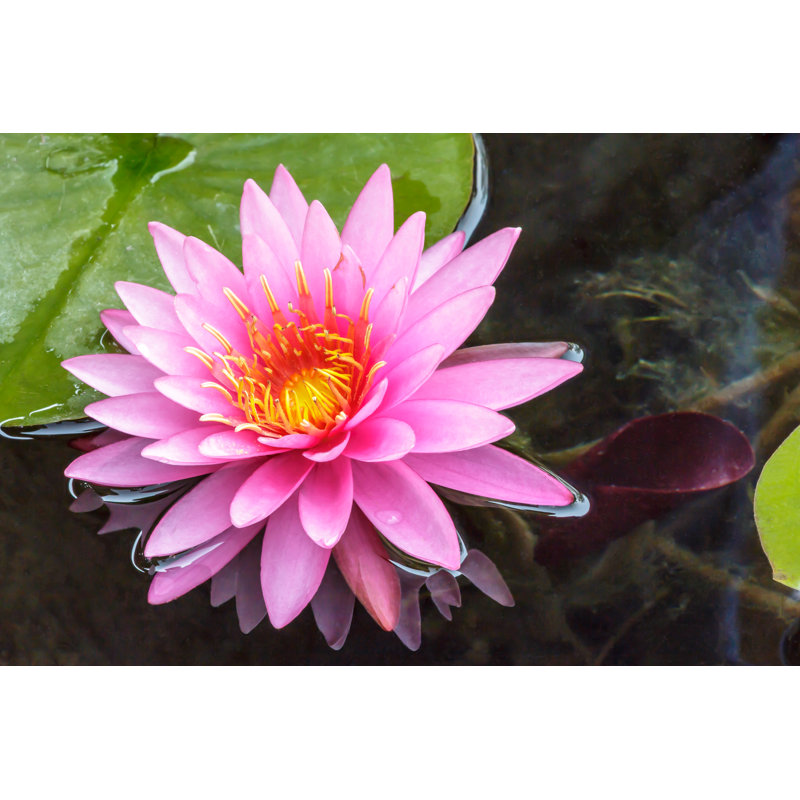 Fleur de lotus rose Fayzaan, H 24 po x l 36 po