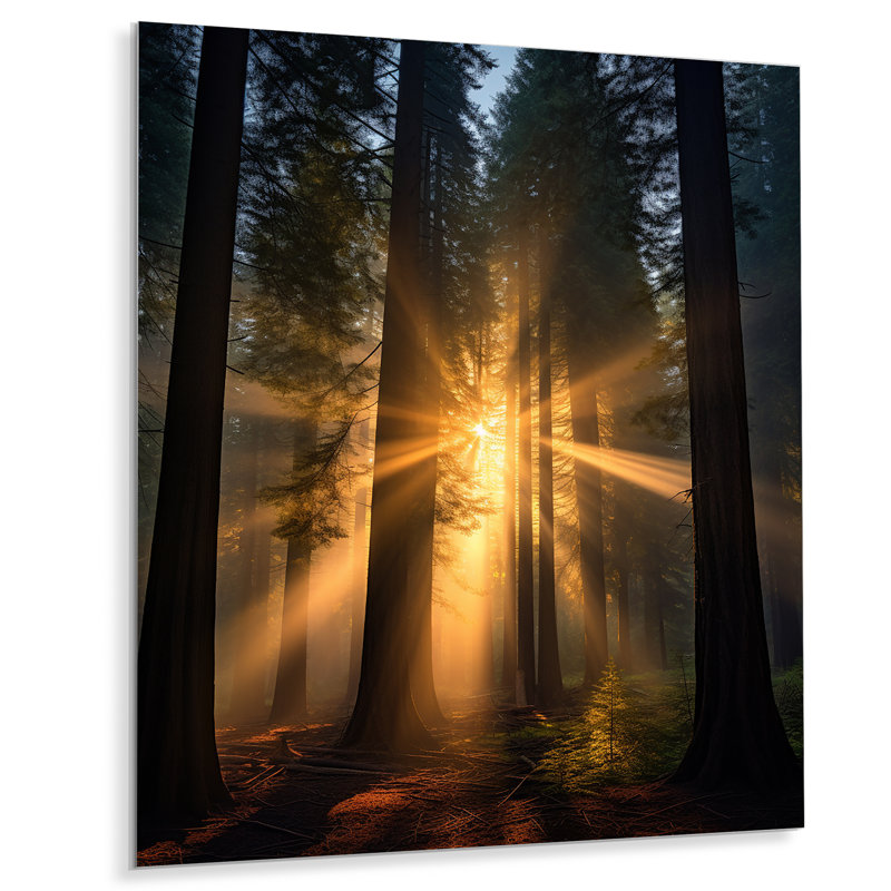 «God Rays Sunshine Through the Forest», art mural séquoia, Sans cadre, métal, H 32 po x l 16 po